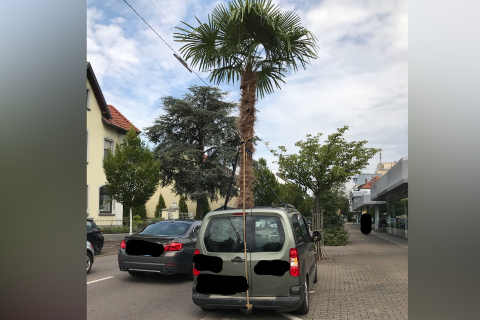 Aus dem Schiebedach des Wagens ragten Stamm und Krone einer mehr als vier Meter hohen Palme.