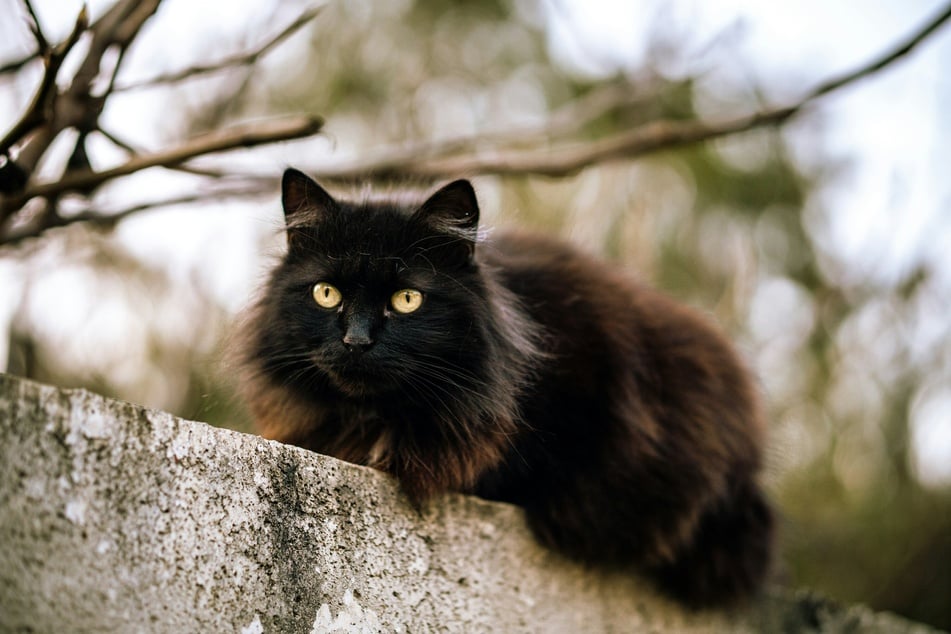 Ist Deine schwarze Katze eine echte Schönheit, dann wäre ein Name wie Black Beauty passend.