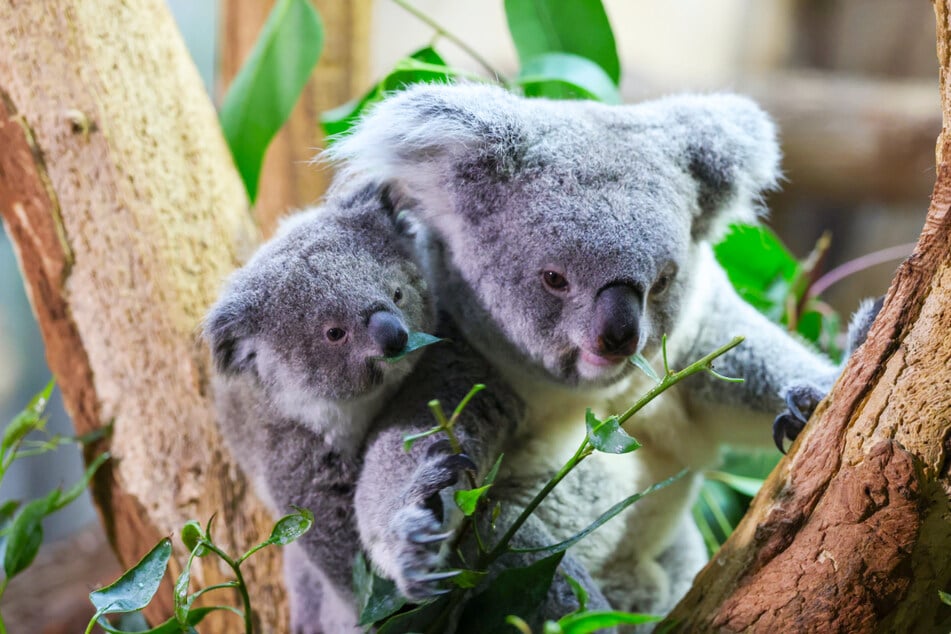 Erlinga (4) und Töchterchen Inala (8 Monate) standen zur Taufe im Mittelpunkt des Geschehens.