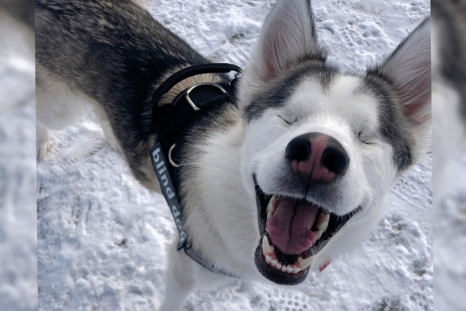 Sobald sie den Schnee spürt, strahlt Mackenzie bis über beide Hundeohren.