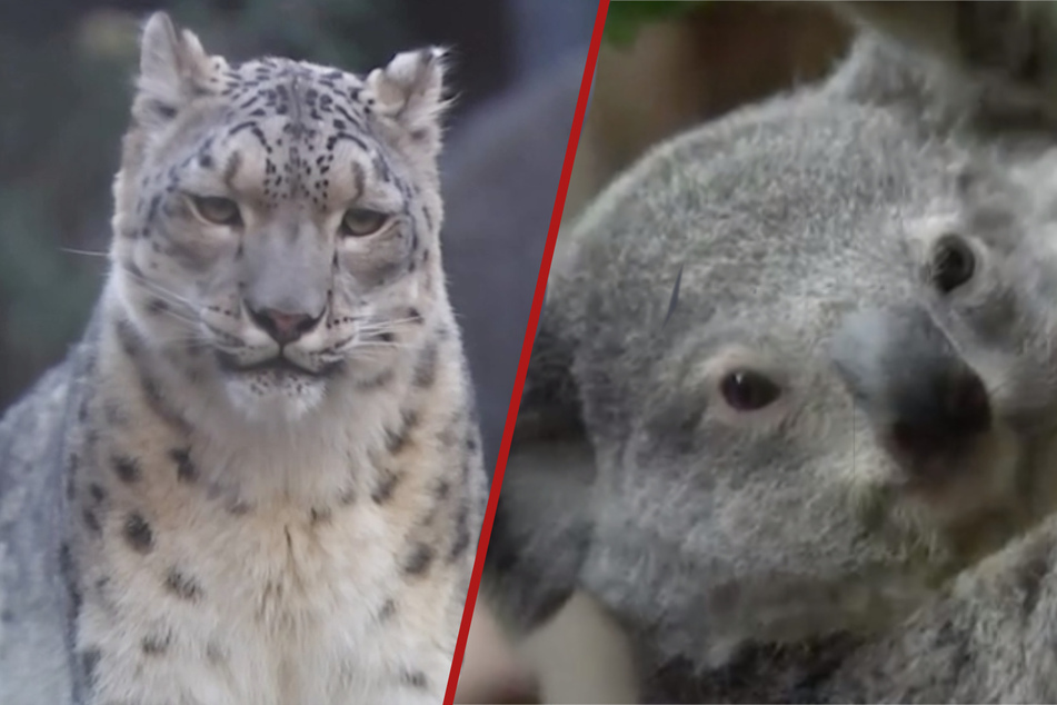 Schock bei "Elefant, Tiger & Co.": Koala-Baby Bouddi kullert vom Baum
