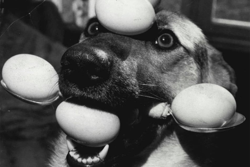 Dogs should only really eat chicken eggs.