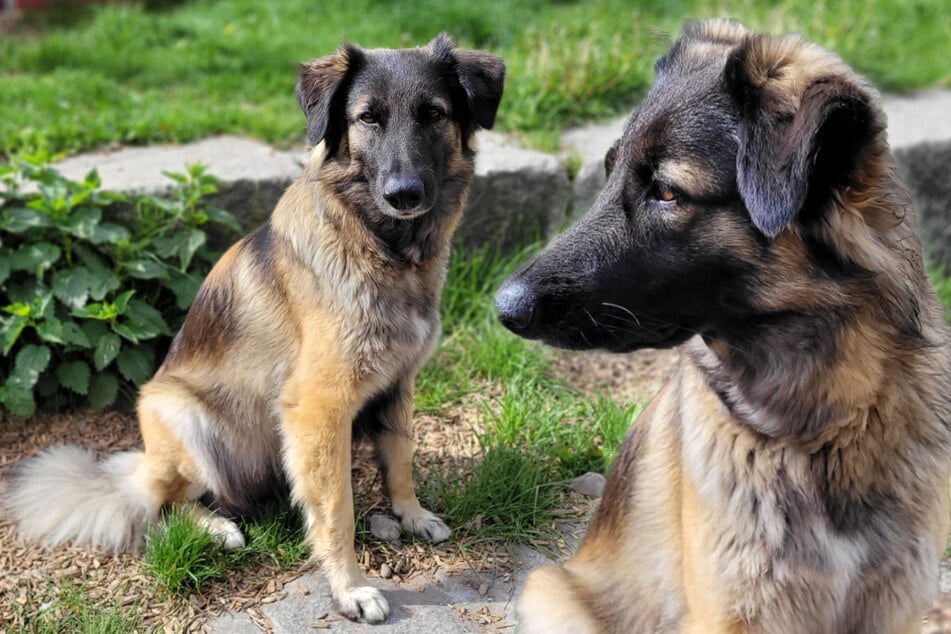 Besitzer müssen Collie-Mix abgeben: Findet "Ela" ihr Happy End?