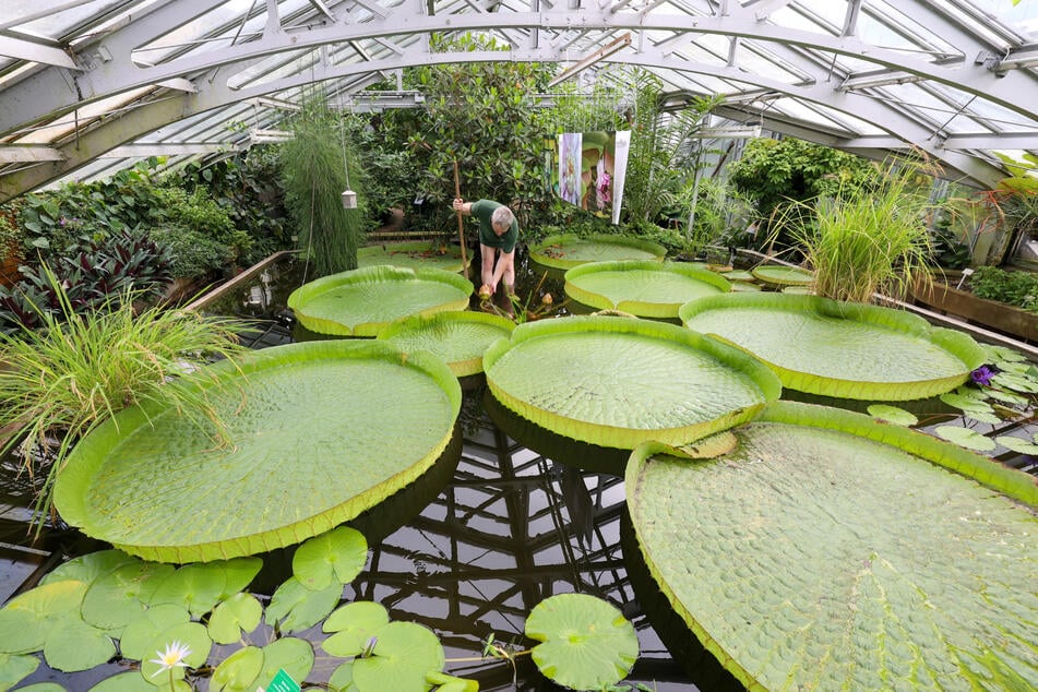 Die Gruson-Gewächshäuser werden 130 Jahre alt. (Archivbild)