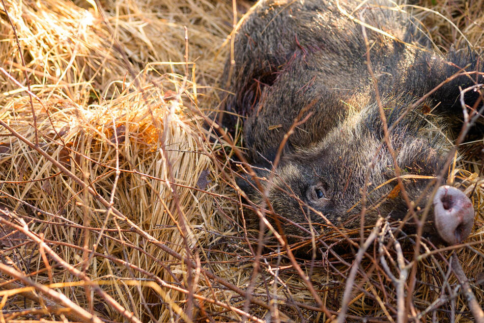 Tödliche Gefahr: Hundestaffel soll Ausbruch der Schweinepest in NRW verhindern
