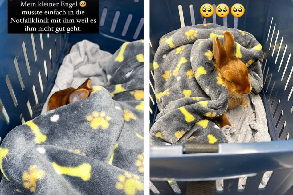 Eines der Kaninchen von Leyla Lahouar (26) war krank, die ehemalige Bachelor-Kandidatin brachte das Tier in eine Frankfurter Notfall-Klinik für Haustiere.
