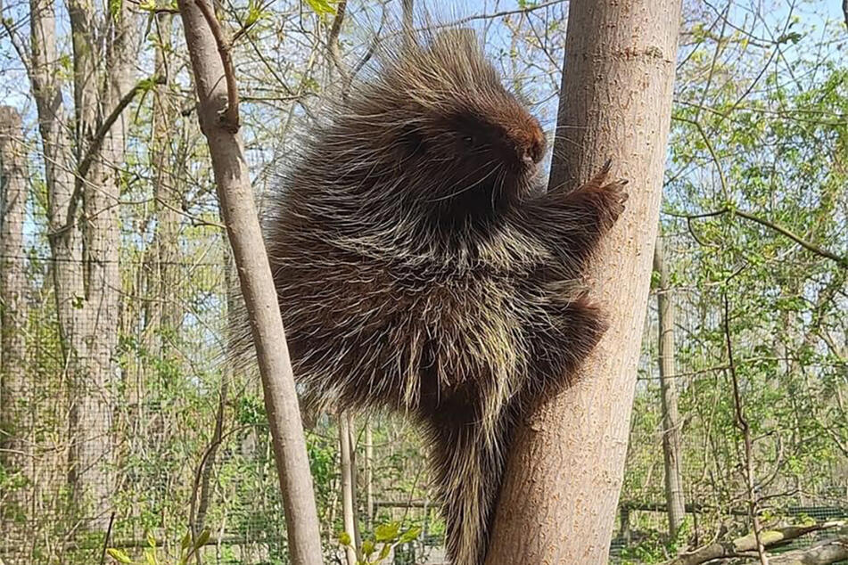 Urson-Weibchen Karin war am Wochenende aus dem Tierpark Schönebeck ausgebüxt - jetzt ist sie wieder da!