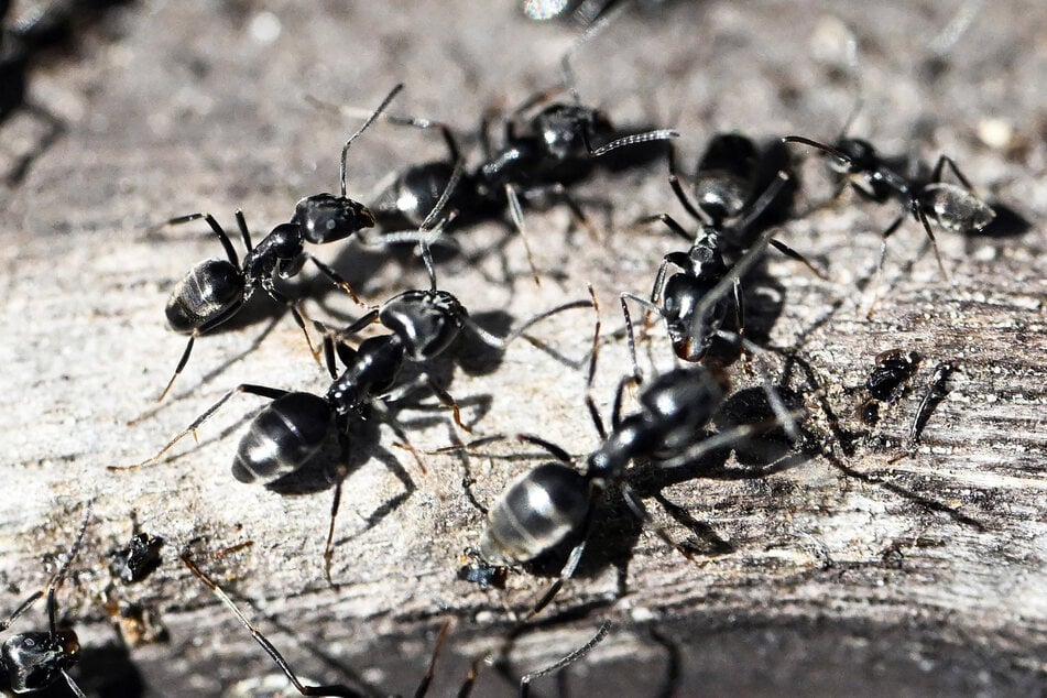 Nur für das geschulte Auge ist ein Unterschied zu normalen Ameisen zu erkennen. (Symbolfoto)