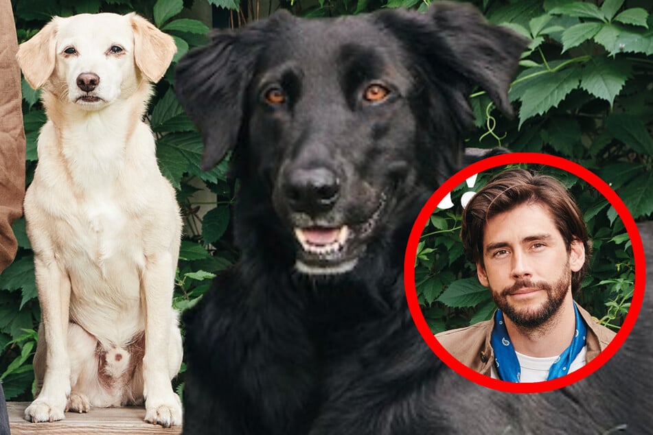 El cantante Álvaro Soler se sumerge en recuerdos: "El perro Taro era como un hermano para mí"