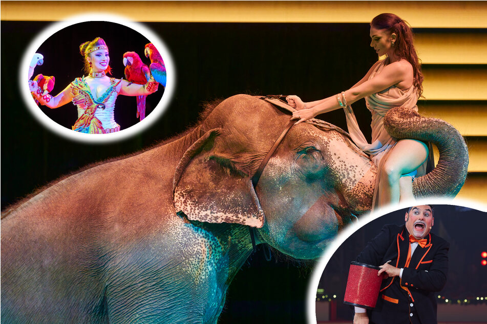 Dresden: Tierisch gelungene Premiere im Dresdner Weihnachts-Circus