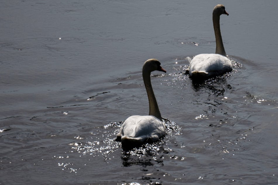 Die hochansteckende Influenza wurde bei einem toten Schwan nachgewiesen. (Symbolbild)
