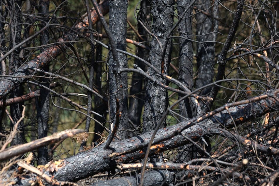 Vorsicht geboten: Hohe Waldbrandgefahr in Sachsen-Anhalts Mitte