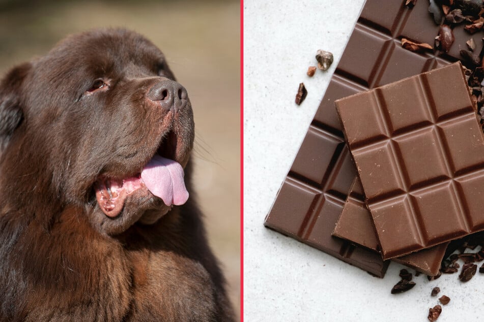 Chocolate is extremely dangerous for dogs.