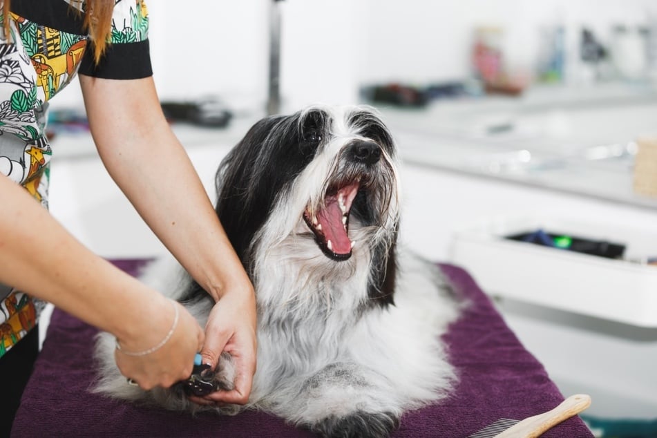 Some dogs yawn to help them deal with excitement or stress.