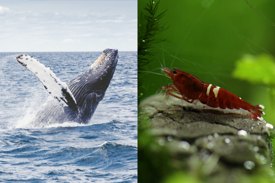 What is the loudest animal on Earth?