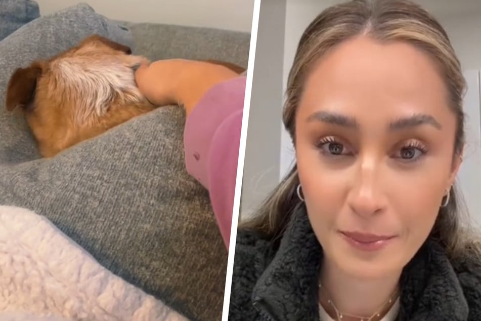 Chihuahua Cody has got millions laughing on TikTok thanks to the "sour patch personality" he displayed after his owner gave him a harmless pet.