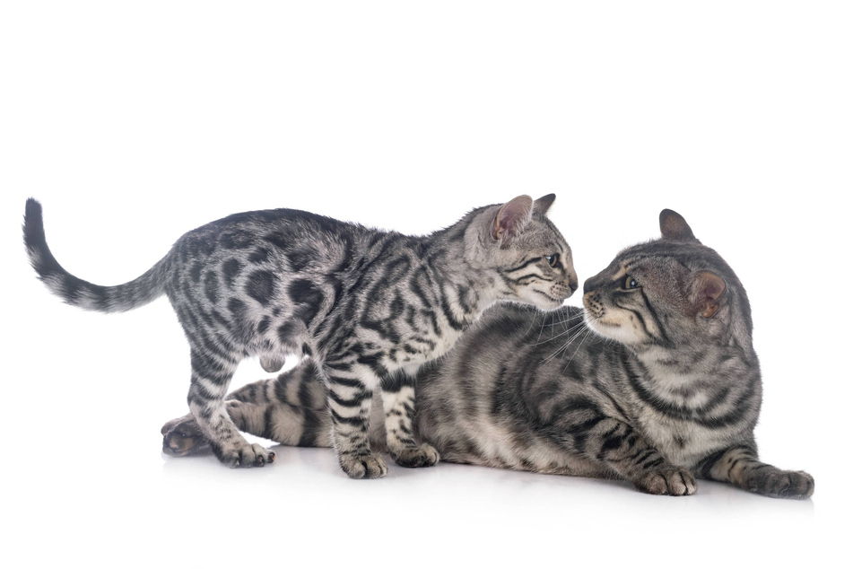 Cats aren't pregnant for as long as humans, despite growing multiple babies.