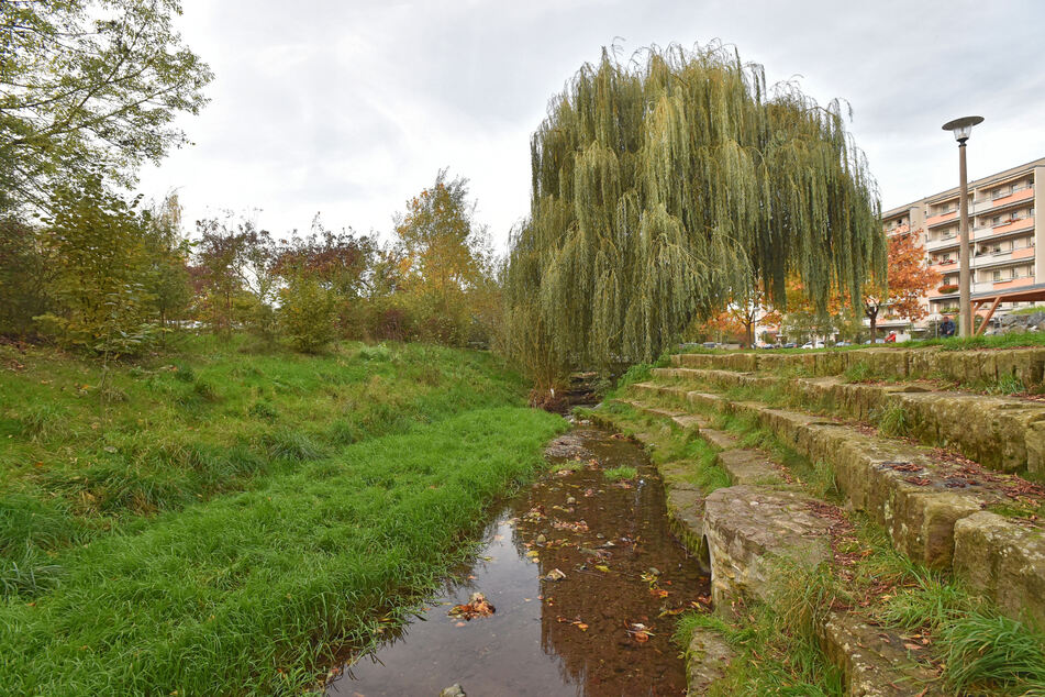 Aus Dresdner Gewässern, wie dem abgebildeten Gorbitzbach, darf bis mindestens Mitte Oktober kein Wasser mehr entnommen werden.