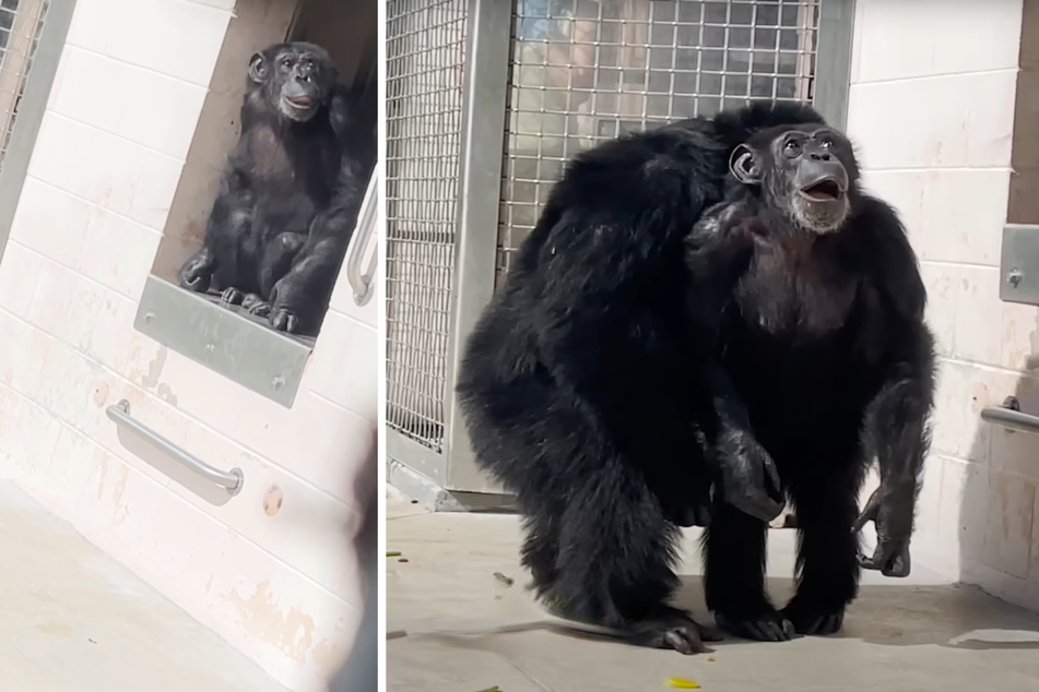 Vanilla the chimpanzee has gone viral after seeing the sky for the first time.
