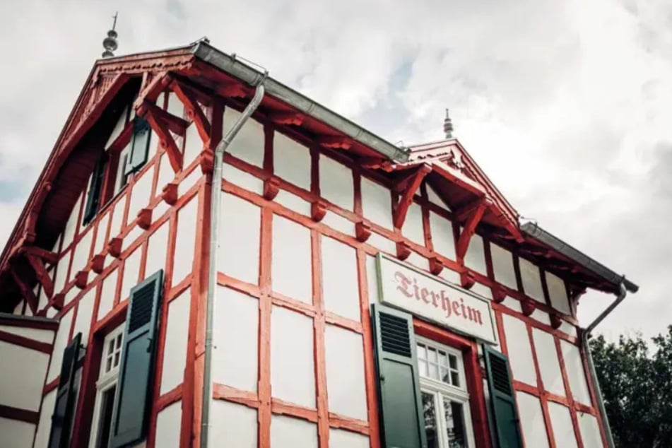 Im Tierheim Dellbrück wird das kleine Mariellschen aktuell aufgepäppelt und zur Vermittlung bereit gemacht.