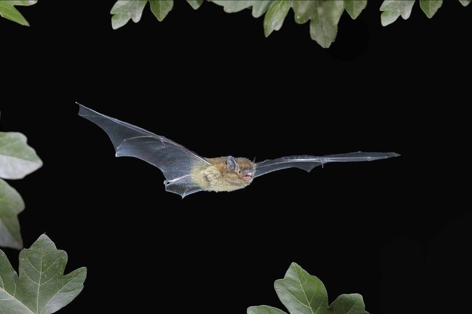 Die Zwergfledermaus gehört zu den Bewohnern des Römischen Bades.