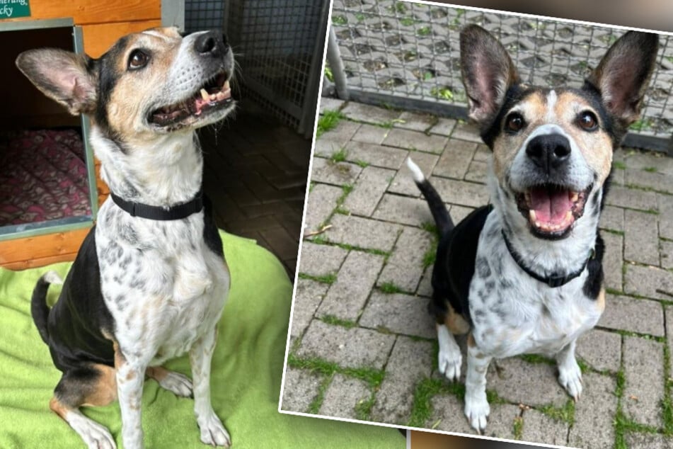 Chienne de rêve attend avec impatience une nouvelle chance : "Le refuge pour animaux est beaucoup trop petit pour elle"