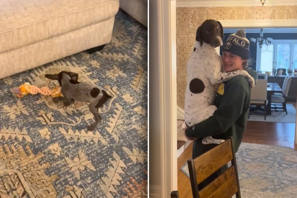 Während Moose vergnügt spielt, springt Moose verzweifelt in die Arme von Chloe Pouthiers Bruder.