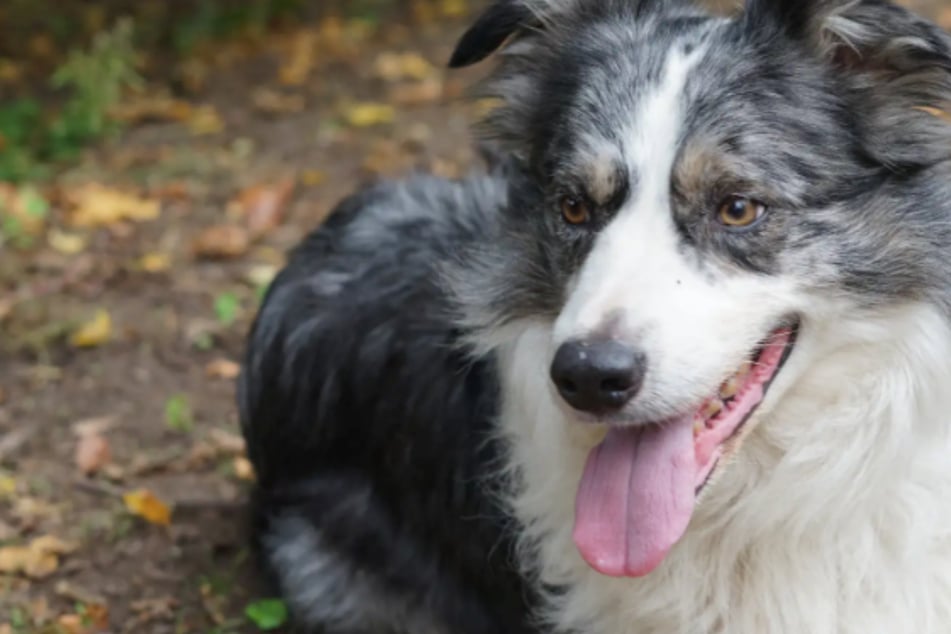 Yari sucht Border-Collie-Liebhaber: Wer hat ein Herz für den schlauen Hund?
