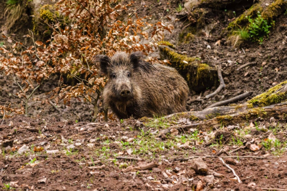 Wildschweine könnten die Ampullen zufällig aus der Erde gewühlt haben. (Symbolfoto)