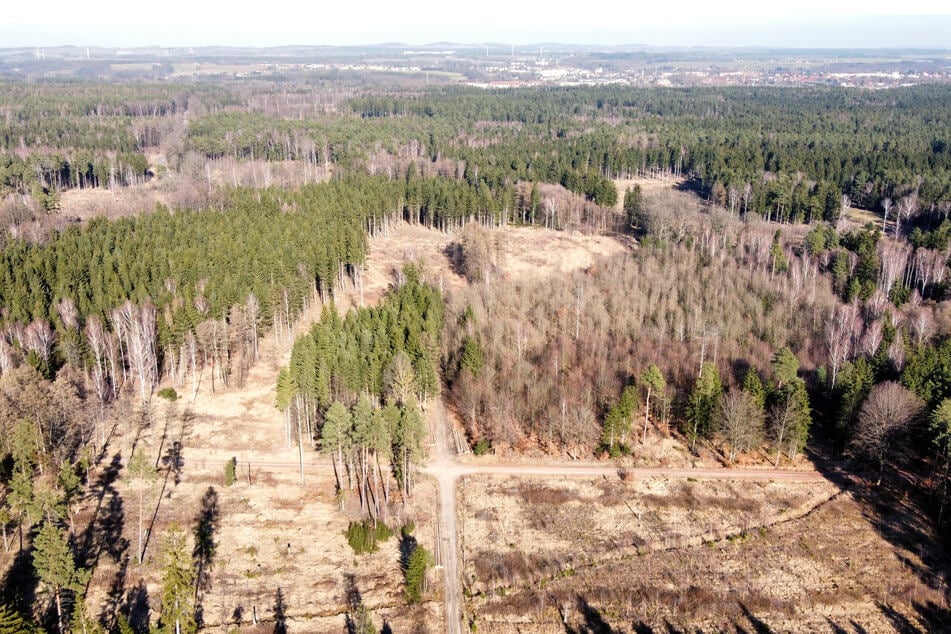Die Dresdner Heide soll trotz der Waldflächen für Windräder ausgewiesen werden.