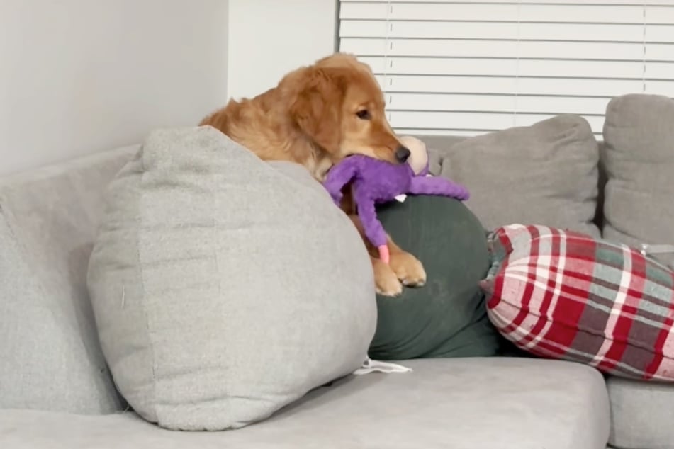 Der Golden Retriever knetet wie seine Katzen-Brüder gern Kissen.