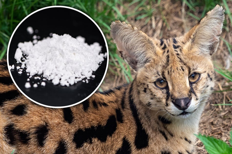 Cocaine cat: Drugged serval has to be rescued from a tree