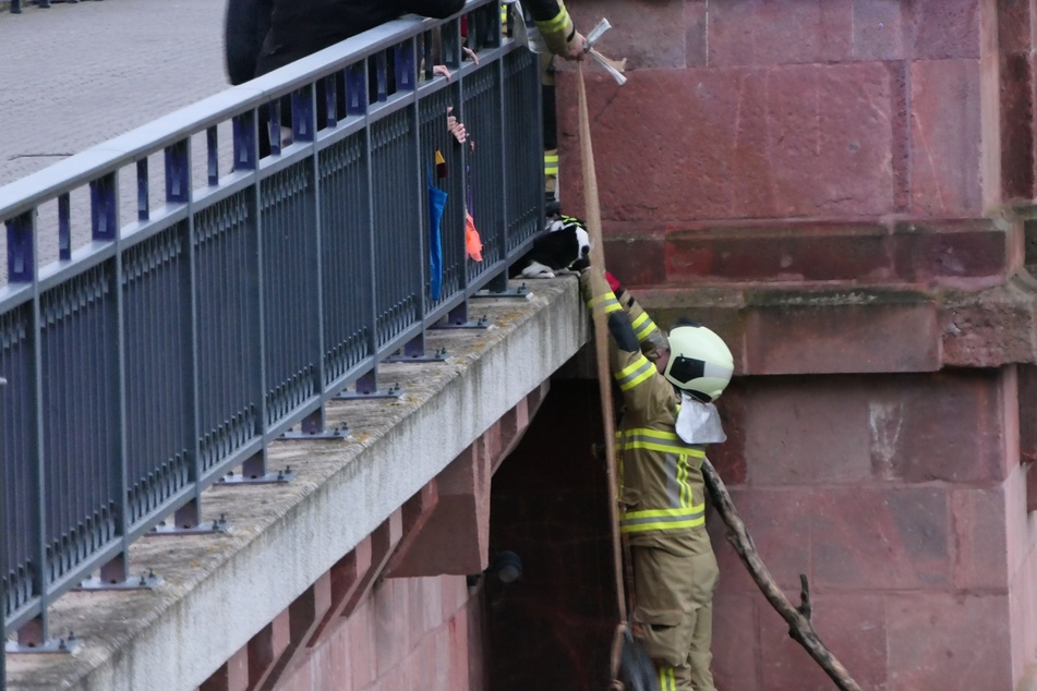 Die Einsatzkräfte hoben das Tier vom Pfeiler auf die Brücken-Oberfläche.