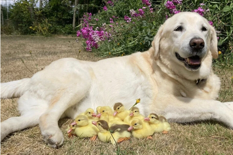 Senior Labrador Fred has adopted fifteen abandoned ducklings.
