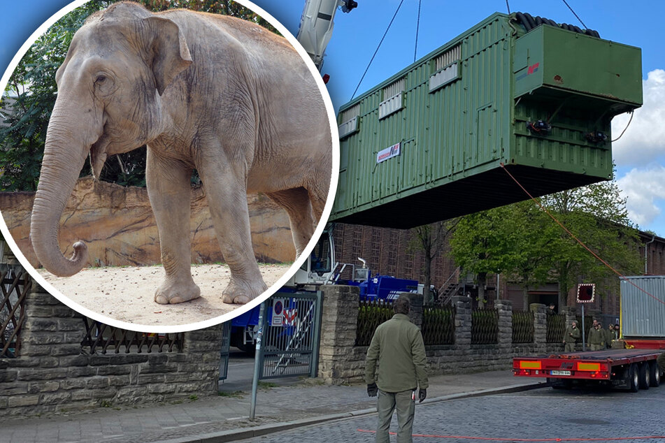 Umzug nach Cottbus: Elefantenkuh Don Chung verlässt Zoo Leipzig