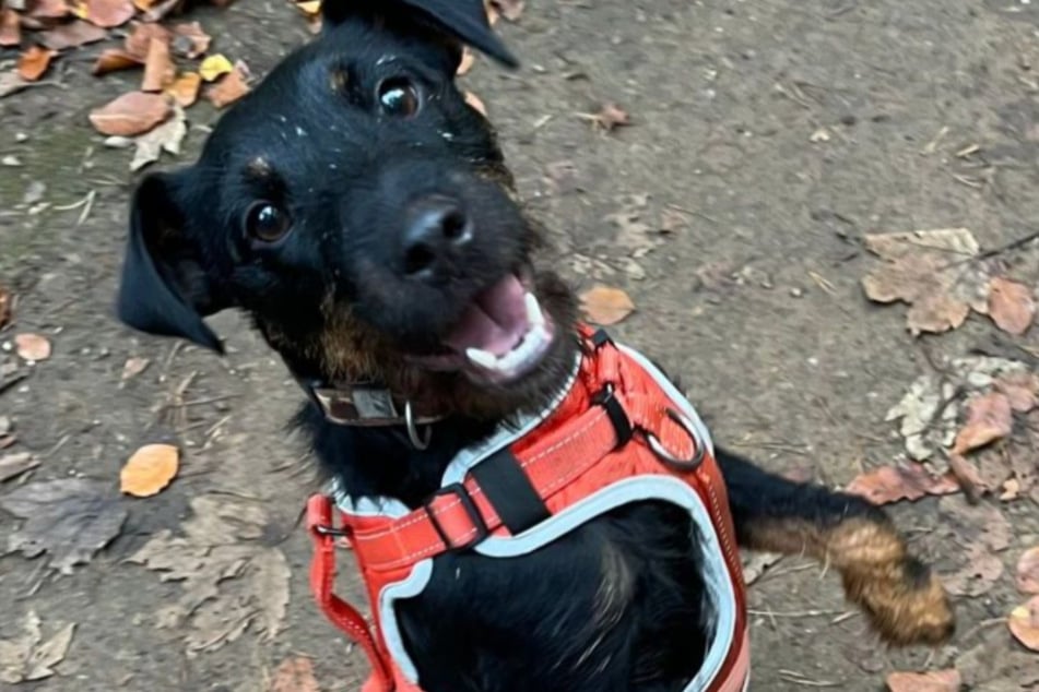 Das Tierheim Köln-Dellbrück ist auf der Suche nach einem neuen Zuhause für Jagdterrier-Hündin Maya.