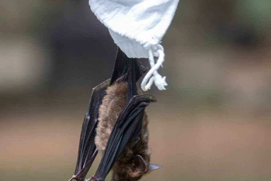 A researcher releases a bat after taking blood samples in Sai Yok National Park, west of Bangkok.