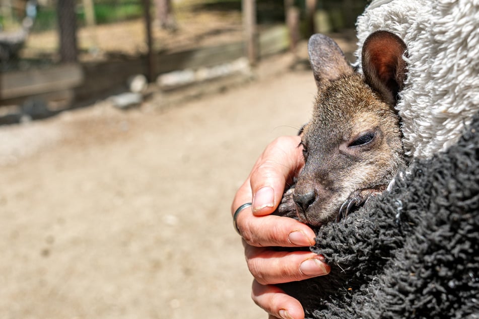 Baby-Känguru Elli wohnt im Pullover: Tierpark-Chefin spielt Ersatz-Mama