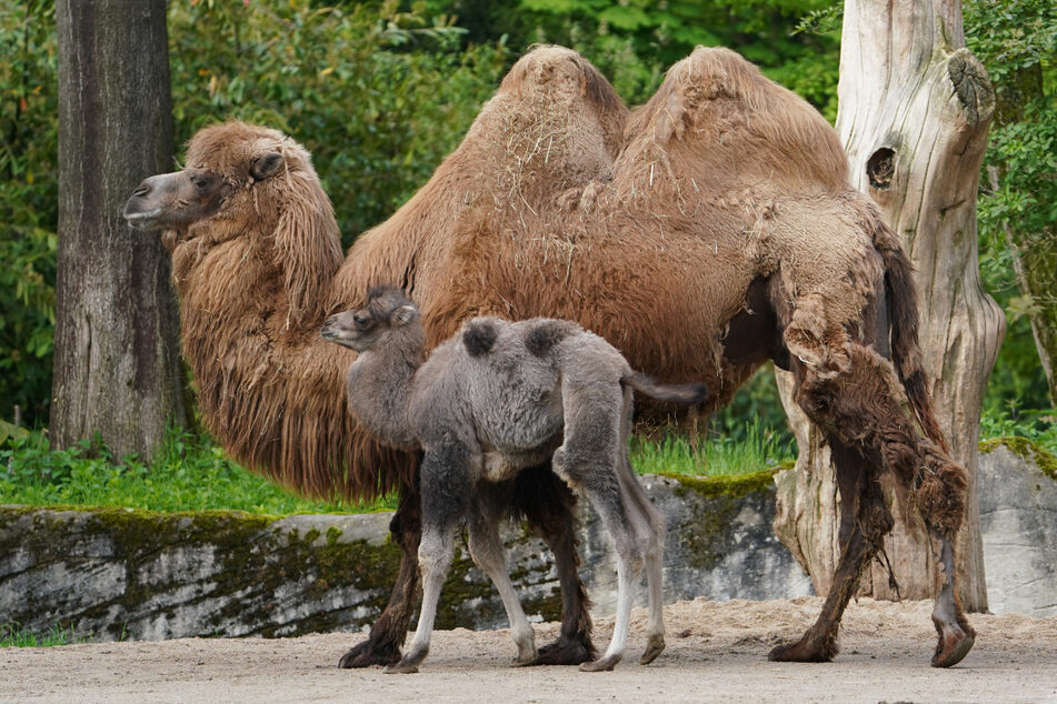 Rückschlag für Hagenbeck: Kamel stirbt plötzlich