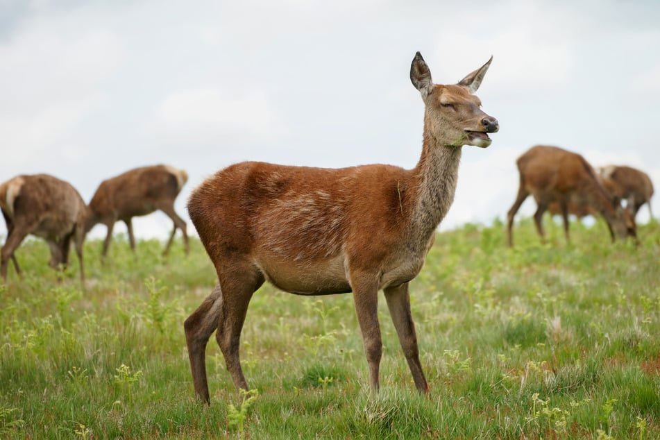 Wilddruck: Im Gebiet gibt es Hirschrudel mit bis zu hundert Tieren. Um die Pflanzen zu schützen, müssten mehr Tiere geschossen werden dürfen.