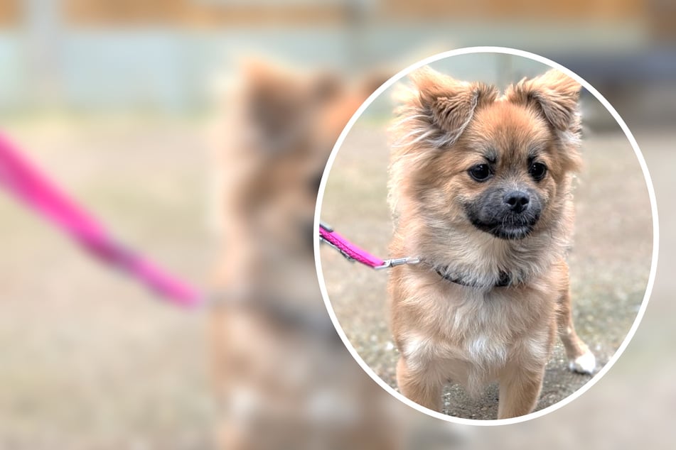 Pekinesen-Mischling nach wenigen Monaten einfach ausgesetzt: Süße Zuri sucht neues Zuhause