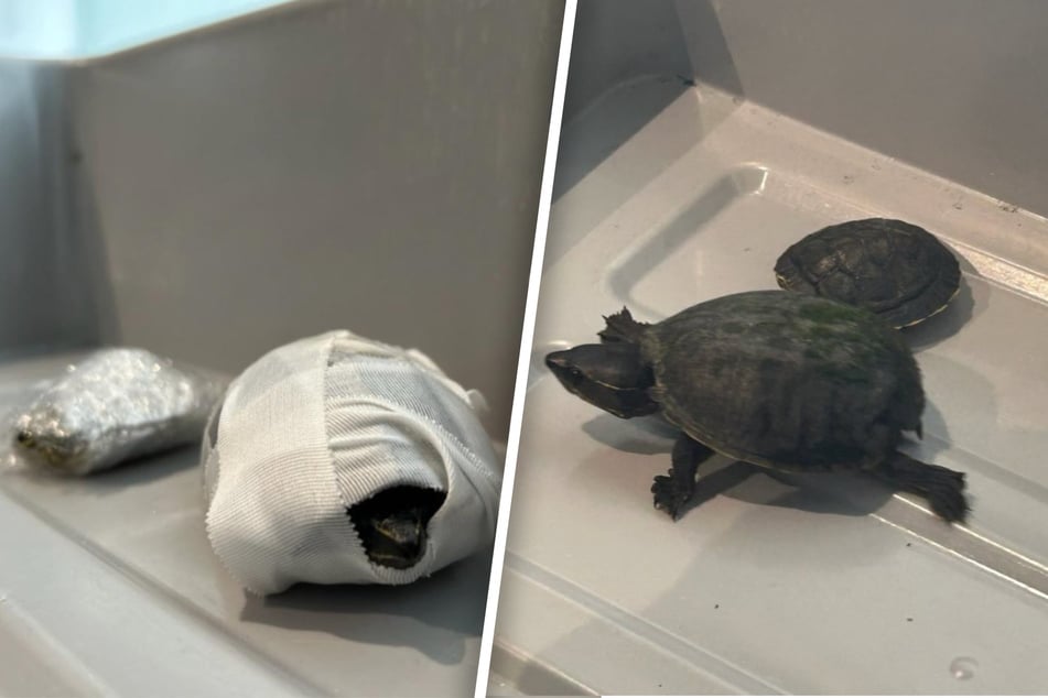 Auf Nachfrage der Beamten holte die Frau plötzlich zwei Schildkröten aus ihrem BH.