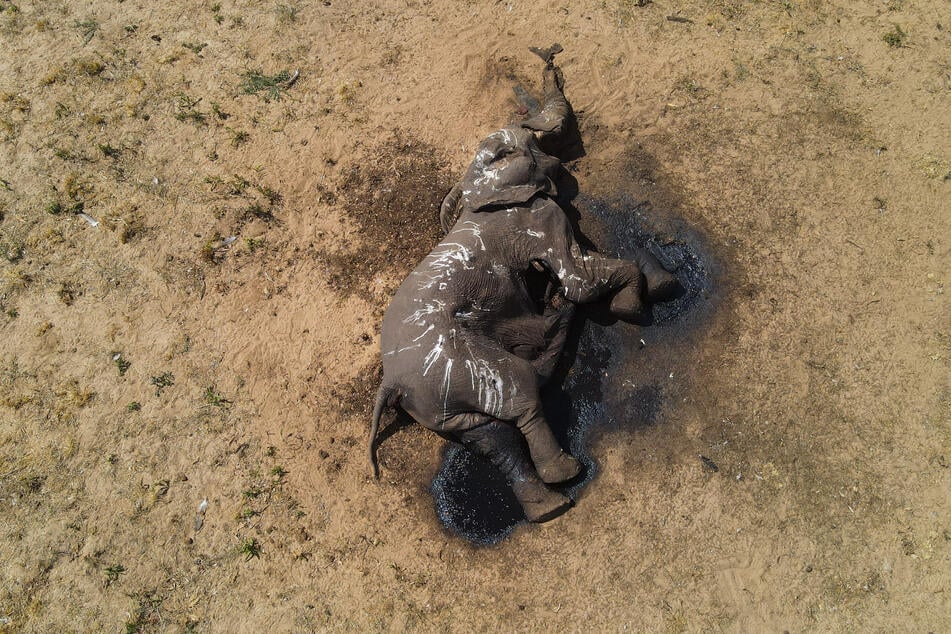 Das Bild verbreitete der Internationalen Tierschutz-Fond (IFAW). Die Lage für die Elefanten sei "dramatisch".