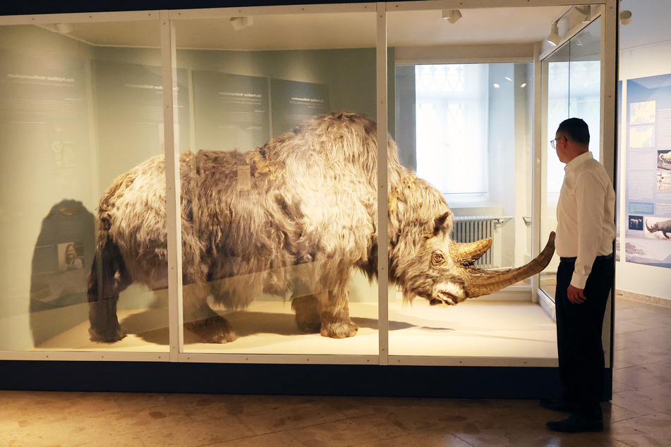 Sonderausstellung in Naturkunde-Museum: Anziehungspunkt wurde in Spezialwerkstatt gefertigt!