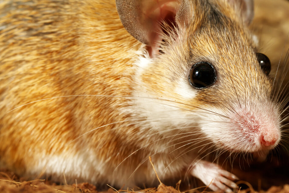 Es wurden in der Ampel-Anlage Bissspuren entdeckt, die ein Schädlingsbekämpfer einer oder mehreren Mäusen zuordnen konnte. (Symbolbild)