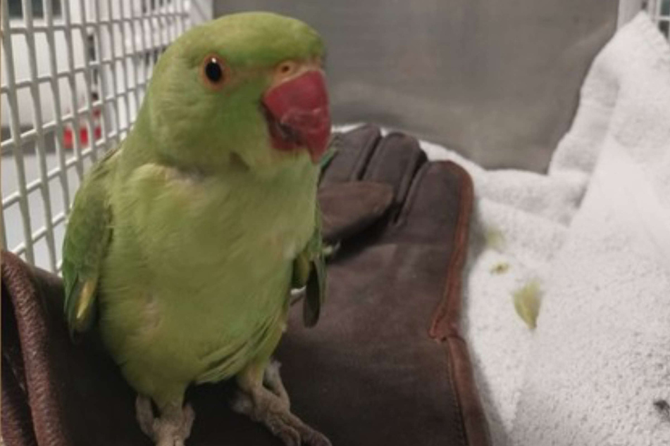 Der "bissige Vogel" wurde in eine Tierklinik gebracht.