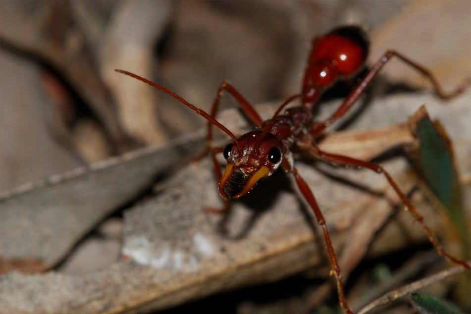 There are few ants with a bite as painful and long-lasting as the bull ant.