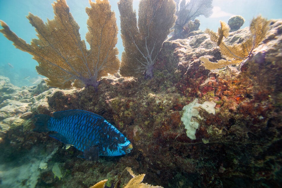 Coral reefs support a quarter of all ocean life and protect shorelines from waves and floods.