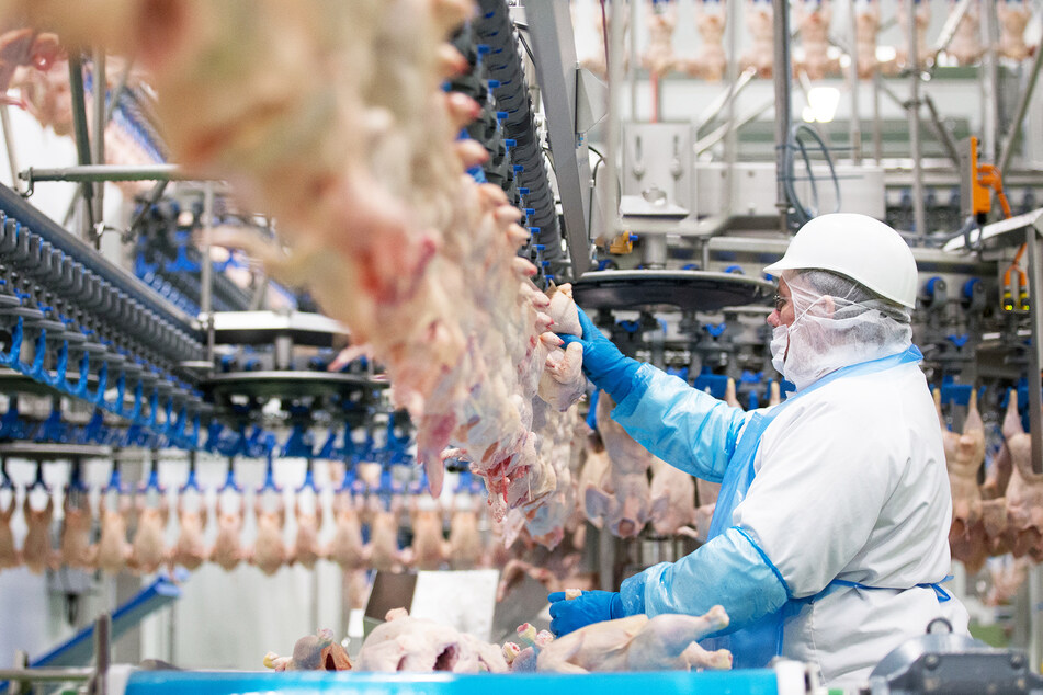 Geflügelfleisch wird in den Produktionshallen des Geflügelproduzenten Wiesenhof in Lohne (Niedersachsen) verarbeitet. (Archivbild)