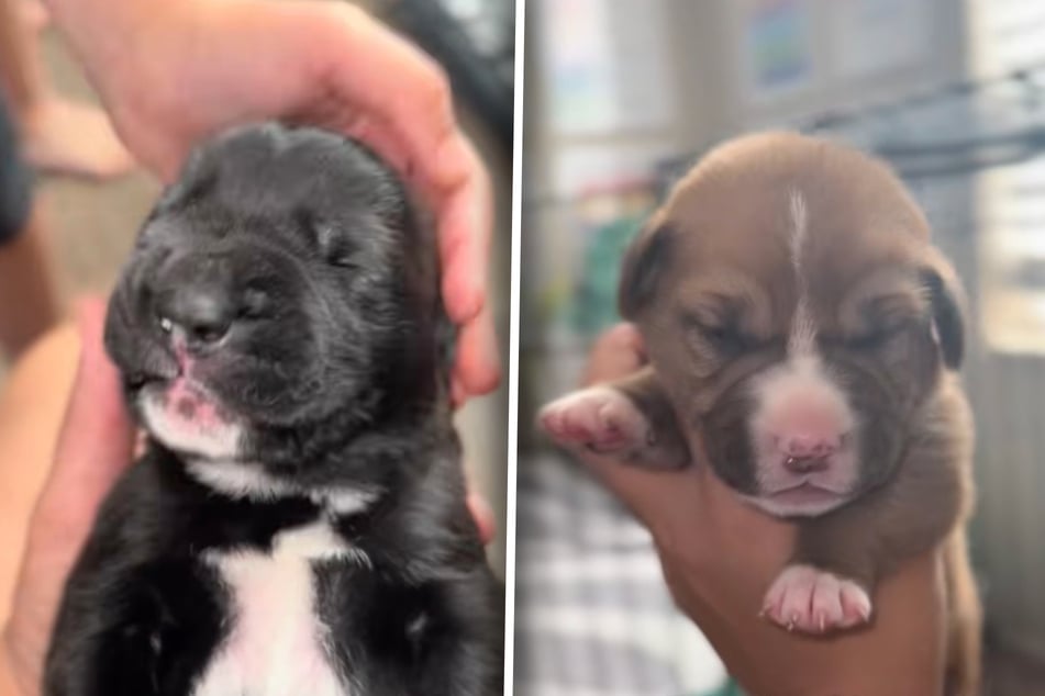 Všechno na začátku je těžké: dva malá štěňata ve věku dvou týdnů.